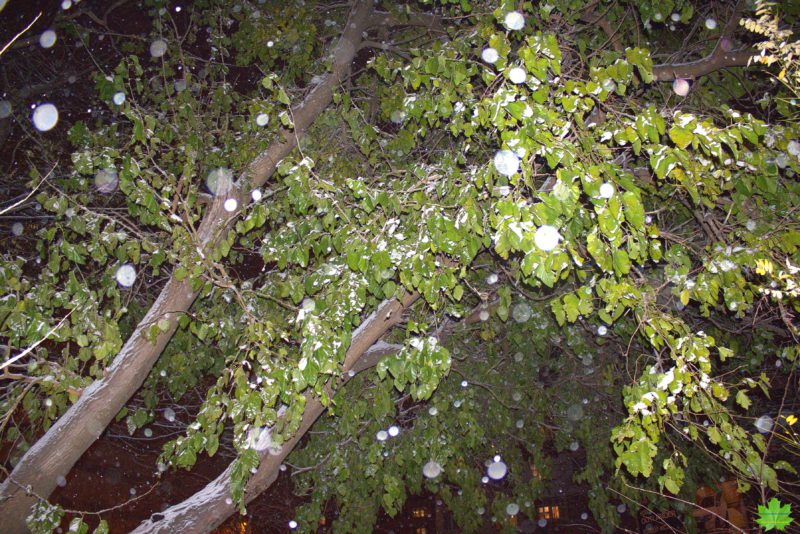 Самое упрямое растение в Одессе с прекрасным южным названием "Тутовое дерево" или шелковица. Это дерево сопротивляется зиме до последнего...