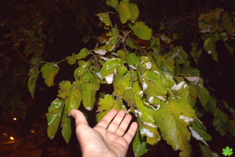 Самое упрямое растение в Одессе с прекрасным южным названием "Тутовое дерево" или шелковица. Это дерево сопротивляется зиме до последнего...Его листочки хочется согреть.