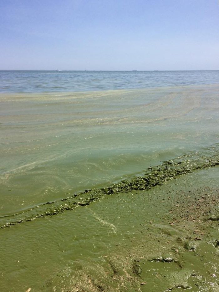 Почему в Одессе цветет море и токсична ли «зеленая жижа» - мнение эколога