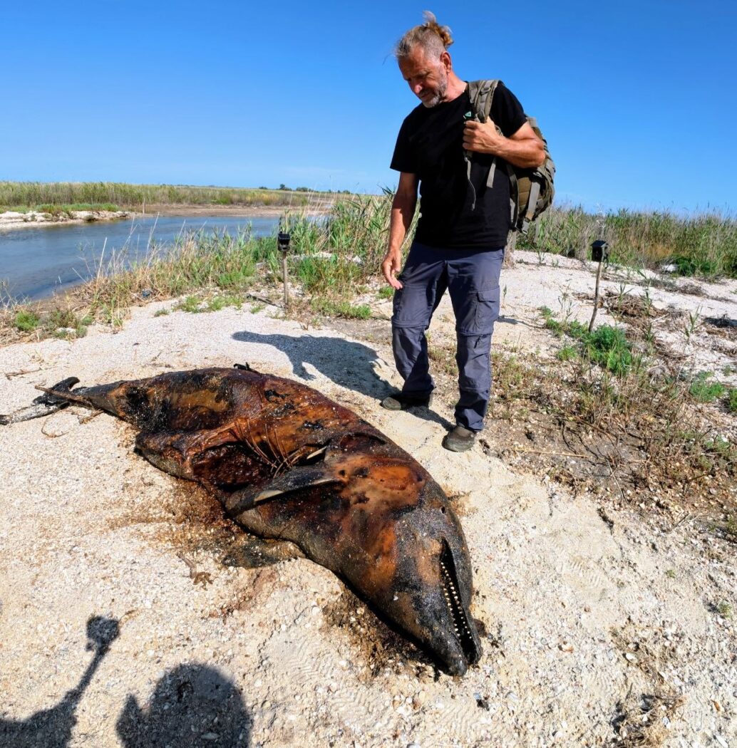 Dead bottlenose dolphin on the coast of Tuzly Lagoons National Nature Park
